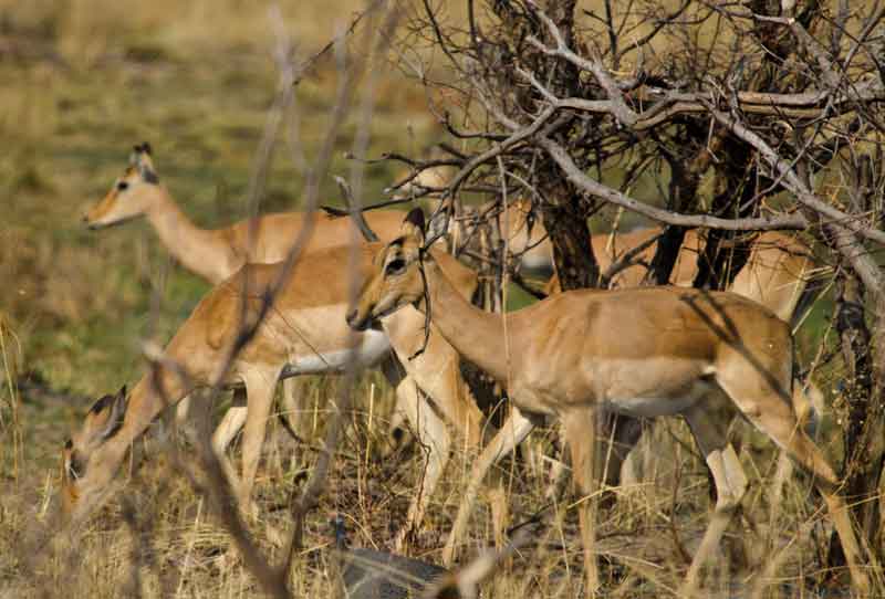 Antílope Impala - parque nacional de Bwabwata - Namibia 1.jpg